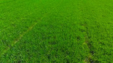 Bahar güneşinde verimli tarlalarda yoğun bir şekilde büyüyen yeşil buğday. Genç taneler düzgün filizlenir ve ince çizgiler oluşturur. Canlı yeşil bıçaklarla ekili tarlalara yayılan yemyeşil tahıl hasadı