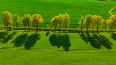 Gün batımında buğday tarlasına ağaç gölgeleri dökmek. Yeşil mısır gevreği tarlasına altın ışık saçıyor. Gün batımında yanan ağaçlarla çevrili buğday ekinleri. Sıcak bir akşamın ışıltısı altında huzurlu tarım arazileri yetiştirmek.