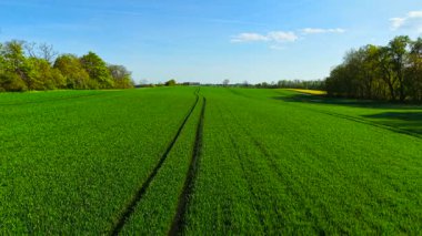 Polonya 'da yetişen yeşil buğday tarlaları. Yuvarlanan tarım arazilerine canlı tahıl bitkileri yayıyorlar. Açık mavi gökyüzünün altında sağlıklı tahıl hasadı yetiştirmek. Çekici yolları ve orman sınırlarıyla verimli tarım arazisi genişliyor.