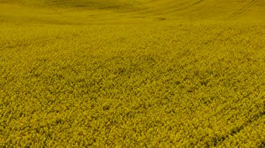 Çiçek açan kanola tarlaları. Sarı kolza tohumu, tomurcuklanmış toprakları çiçeklerle kaplıyor. Yağ tohumu hasadı yay arazisine yayılıyor. Altın bitkiler mevsimlik güneş ışığı altında gelişiyor.