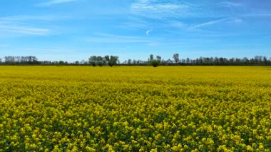 Temiz gökyüzünün altında Polonya 'da kolza tohumu tarlası ışıldıyor. Kanola çiçekleri, üzerinde mavi gökyüzü olan tarım arazileri boyunca uzanıyor. Bahar mevsiminde tarımsal araziyi kaplayan sarı çiçekler. Polonya 'nın üzerinde güneş ışığında parlayan çiçek açan yağ tohumu mahsulü