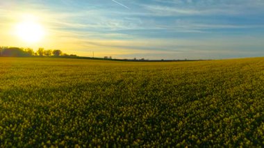 Gün batımında tepelerdeki renkli, parlak kolza tohumu tarımı ve tarım çalışmaları. Alacakaranlıkta parlayan sarı kanola manzarası tarla büyümesini ve tarım gelişimini destekliyor. Akşam gökyüzü altında canlı çiçek açan mahsul tarımı destekliyor ve