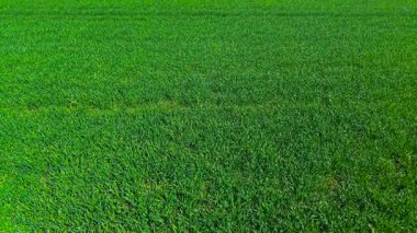 Parlak yeşil buğday tarlası ilkbahar güneşi altında yoğun bir şekilde büyüyor. Genç mısır gevreği tarlaları kaplarken ince dokulu dalgalar oluşturuyor. Canlı yeşil araziye yayılan taze tahıl ve zengin üniforma büyümesi.