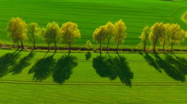 Ağaçlarla kaplı buğday tarlaları kırsalda güzel bir günbatımında gölgeleniyor. Yeşil tahıl tarlalarının üzerine uzun siluetler dökmek. Tarım arazisine altın gece ışığı yaymak. Günbatımı parlayan ve ağaç çizgileri olan huzurlu tarım arazileri.