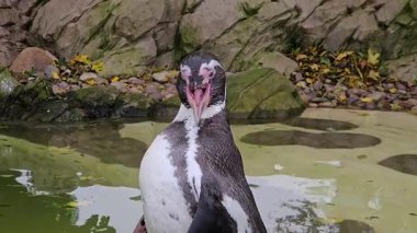 Hayvanat bahçesinde suyun yanında seslendiren bir penguen. Kuş ses çıkarırken göletin kenarında duruyor. Garefowl, yönetilen alanda yüksek sesle davranışlar sergiliyor. Kapalı ortamda hayvan etkileşimi
