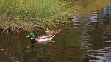 Sakin sularda, yüksek ağaçların yanında yüzen vahşi ördek. Drake kuşu bitki örtüsünün yanında rahat bir şekilde süzülüyor. Mallard yansıtıcı gölde huzur içinde yüzüyor. Huzurlu suda yüzen su kuşu kuşu