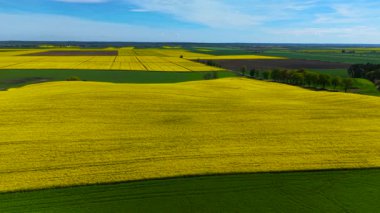 Büyük kanola tarlaları yuvarlanan tarım arazileri boyunca çiçek açıyor. Sarı kolza tohumu açık mavi gökyüzünün altında uzanıyor. İlkbaharda kırsal bölgeleri kaplayan geniş yapraklı yağ tohumu ekinleri