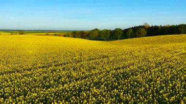 Tepelerin üzerine uzanan altın kolza tohumu tarımı ve tarım büyümesini destekliyor. Sarı kanola manzarası yuvarlanan arazide akıyor tarla çalışmalarını ve çiftçiliklerini geliştiriyor. Açan ekin tepeleri tarımsal üretimi genişletiyor ve destekliyor