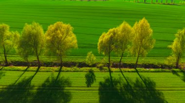 Polonya 'da gün batımında ağaçlarla kaplı buğday tarlaları. Yeşil tahıl tarlalarının üzerine uzun siluetler dökmek. Kırsal alanlara altın ışık saçıyor. Sıcak akşam gökyüzü altında huzurlu tarım arazileri yetiştiriyorum.
