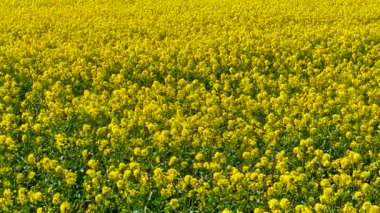 Petrol ve biyoyakıt tarlalarında çiçek açan kanola üretimi. Sarı kolza tohumu çiçek açarken ekili araziyi kaplıyor. Bahar güneşi altında tarımsal alana yayılan parlak çiçekler. Kanola bitkileri aktif olarak büyüyor