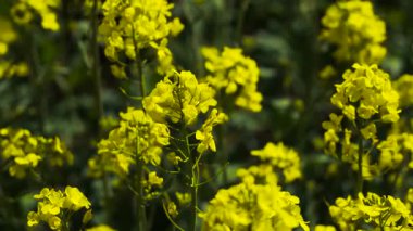Tarımsal çalışmalar sırasında tarlada yüksek verimli kanola yetişiyor. Detaylı görünüm çiçek açan kolza tohumu yoğun alan büyümesini destekliyor. Güneş ışığında parlayan parlak yapraklar tarım gelişimini artırıyor