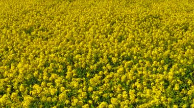 Sarı çiçek açan kolza çiçeği tarlaları tamamen çiçeklerle kaplıyor. Parlak kanola bitkileri ekili arazide yoğun çiçek katmanı oluşturur. Altın kolza tohumu, berrak bahar gökyüzünün altında bereketli bir şekilde çiçek açıyor. Bereketli tarlalarda canlı canlı parlayan çiçekler.
