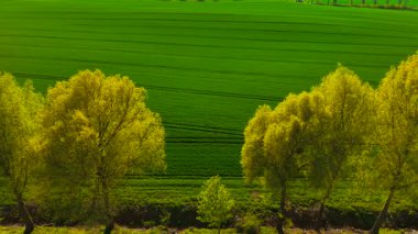 Polonya 'daki buğday tarlasına ışık saçıyor. Yeşil mısır gevreğinin üzerine hafifçe ışıldayan bir ışık saçar. Sakin bir akşam gökyüzü altında yemyeşil tahıl ekimi. Altın aydınlatmayla huzurlu tarım arazileri yetiştirmek.