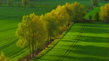 Polonya 'da gün batımında büyüyen yeşil buğday tarlaları. Canlı mısır gevreği bitkilerinin üzerine sıcak altın ışık saçıyor. Akşam gökyüzünün altında sağlıklı tahıl yetiştirmek. Yumuşak ağaç gölgeleriyle huzurlu tarım arazisini genişletiyor