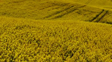Tepedeki tarlayı kaplayan kolza tohumu. Dalgalanan tarımsal araziye yayılan çiçekli kanola. Sarı yağ tohumu bitkileri dalgalı arazide çiçek açıyor. Tomurcuklanan tarlada canlı mahsul gelişiyor.