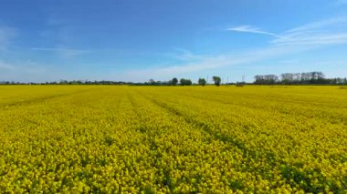 Kanola tarlası mavi gökyüzünün altında çiçek açıyor. Sarı kolza tohumu güneşli bahar gününde araziye yayılıyor. Ağaçlarla benekli ufukta parlayan çiçek açan yağ tohumu mahsulü. Üzerinde temiz gökyüzü olan tarlaları kaplayan altın çiçekleri
