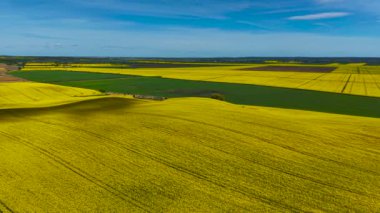 Kolza tohumu tarlaları Polonya tarım arazileri boyunca parlak bir şekilde çiçek açıyor. Açık mavi gökyüzünün altında uzanan uçsuz bucaksız kanola manzarası. Altın sarısı ekinler zengin bahar renklerinde kırları boyuyor.