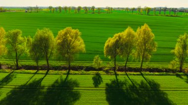 Polonya 'da buğday yetiştirme tarlası. Kırsal alanlara yeşil mısır gevreği serpiştirmek. Yumuşak güneş ışığı altında canlı tahıl ekimi. Kırsal ağaç hattıyla tarımsal araziyi genişletmek