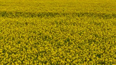 Sarı tecavüz çiçekleri bahar mevsiminde kanola tarlasında çiçek açıyor. Altın kolza tohumları yoğun bir şekilde verimli tarım arazilerine yayılıyor. Açık gökyüzünün altında canlı bir katman oluşturan parlak çiçekler. Kanola geniş tarımda aktif olarak büyüyor