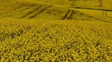Tarım tarlalarında açan sarı kolza tohumu. Çiçekli kanola altın araziye yayılıyor. Geniş ekili alanı kaplayan yağ tohumu çiçekleri. Bahar ekinleri güneşli tarlalar altında büyüyor.
