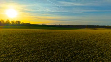 Alçak akşam güneşinde kanola tarlası sıcacık parlıyor. Altın gün batımının altında tepelere uzanan kolza tohumu. Çiçekli yağ tohumu mahsulü yumuşak alacakaranlık ışığında banyo yapıyor.
