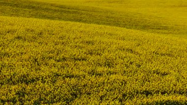Kanola altın katmanlı tarlalarda çiçek açıyor. Dalgalanan tarlalar üzerinde açan kolza tohumu. Sarı yağ tohumu hasadı bahar arazisine yayılıyor. Dalgalı tarımsal arazide büyüyen parlak çiçekler.