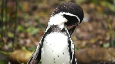 Penguen tüylerini hayvanat bahçesinde güzelce tımar ediyor. Kuşun yakın plan portresi, narin duruş ve aşağılayıcı bakışlara odaklanıyor. Garefowl tüyleri karmaşık desenler sergiler. Hayvanlar ortamda sakinlik ve durağanlık yayar.
