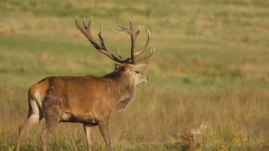 Kırmızı geyik, açık çayırda güneş ışığıyla aydınlatılmış boynuzlarıyla ayakta duruyor. Görkemli geyik otlak alanındaki mesafeye bakıyor. Büyük boynuzlu vahşi geyik, doğal ortamda gururla duruyor. Asil geyik, sakin yabanda çevreyi gözlemliyor.