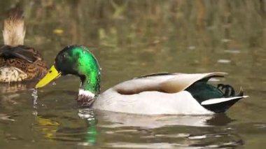 Drake sakin gölette süzülürken gagasını suya daldırıyor. Canlı yeşil kafalı Mallard zarif bir şekilde süzülüyor. Doğal ortamda vahşi ördek besleniyor. Su kuşları aktif olarak yansıtıcı göl yüzeyini keşfediyor