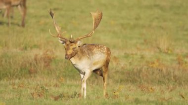 Geniş boynuzlu sığır geyiği otlakta güvenle yürüyor. Sıcak güneş ışığı altında açık çayırlarda zarif bir şekilde hareket eden benekli geyik. Zarif vahşi geyik canlı doğal ortamda öne çıkıyor.