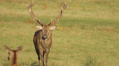 Kızıl geyik, gün ışığı altında çimenli tarlada öne bakıyor. Görkemli erkek geyik açık çayırda güvenle duruyor. Büyük boynuzlu geyik, barışçıl yeşil manzarada çevreyi gözlüyor. Doğal sonbahar ortamında zarif poz veren baskın geyik.