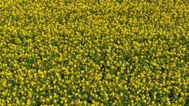 İHA kanola kolza tohumu ekin tarlasında tam çiçeklenme halinde uçuyor. Havadan bakıldığında, tarım arazisini kaplayan yoğun sarı çiçekleri görüyoruz. Altın kolza tohumu ekili arazide eşit olarak yayılıyor. Parlak çiçekli bitkiler İHA 'nın altında canlı yama oluşturuyorlar.