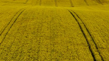 Bahar mevsiminde tarlalarda açan kanola. Sarı çiçekler ekili tarlalara yayılıyor. Bahar mevsiminde parlak kanola çiçek açar. Mevsimlik güneş ışığı altında gelişen altın bitkiler
