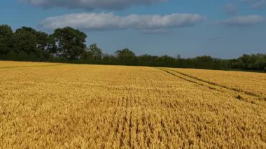 Güneşli kırsal alanda buğday olgunlaşıyor. Yeşil ağaçlara doğru uzanan taneler. Arpa, altın arazide eşit bir şekilde büyüyor. Çavdar sallanıyor mavi gökyüzünün altında bulutlarla