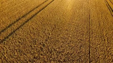 Geniş tarım arazilerinde buğday yoğun bir şekilde büyüyor. Arpa geniş tarım alanını kaplıyor. Tahıl, altın mahsuller boyunca yayılıyor.