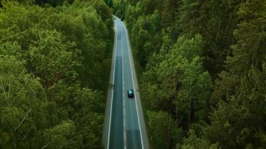 Araba orman yolunda ilerliyor. Koyu mavi hatchback bulutlu bir günde uzun yeşil ağaçlar arasında dar yolda ilerliyor. Gözlerden uzak ağaçlık yolda giden bir araç.