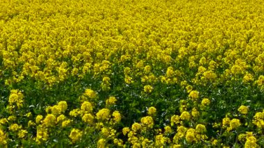 Kanola çiçeği tarlaları yoğun sarı çiçeklerle kaplar. Bahar güneşinin altında parlak açan kolza tohumu bitkileri. Çiçek açan sahnede altın çiçeklerle parıldayan tarla. Canlı kanola mevsimin başlarında ekili arazide gelişiyor.