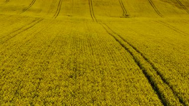 Sarı yağ çekirdeği tarlasında açan kanola kolza tohumu çiçekleri. Parlak çiçekler ekilmiş araziye yayılıyor. İlkbaharda gelişen altın mahsul. Petrol bitkileri canlı çiçeklerle kaplı tarlalar.