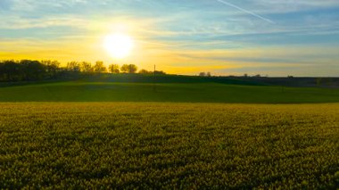 Gün batımında parlayan tarlayı kaplayan yağ tohumu çiçekleri. Çiçek açan mahsul, altın akşam gökyüzünün altında sıcacık parlıyor. Alacakaranlıkta tarlalara yayılan kolza tohumu.