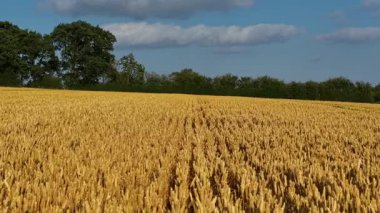 Altın kırsal alanda buğday bereketli bir şekilde büyüyor. Arpa açık mavi gökyüzünün altında olgunlaşıyor. Rye orman sınırında dimdik ayakta duruyor. Yeryüzünü canlı sarı satırlarla dolduran tahıllar
