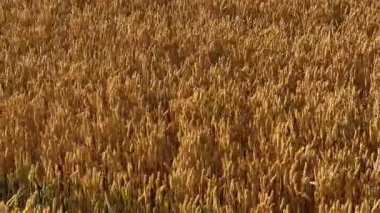Güneşli alanda buğday yoğun bir şekilde duruyor. Arpa, altın rengi ile kalınlaşıyor. Çavdar, parlak yaz ışığı altında olgunlaşıyor. Esintide yavaşça sallanan tahıllar
