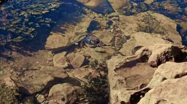 Taşların arasında sığ sularda yatan ölü yengeç ekolojik kirliliği sembolize ediyor. Kayalık deniz tabanında cansız kabuklu deniz hayvanı, çevresel kirlilik. Deniz hayvanı hala gelgit havuzunda yüzüyor, zararlı emisyonları yansıtıyor.