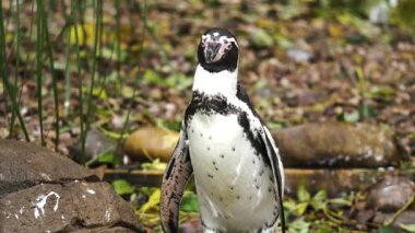 Penguen kayaların arasında sakince dikiliyor. Etrafı taşlarla ve yapraklarla çevrili kuş gözlemciliği. Garefowl doğal ortamda dikkatle bakıyor. Hayvan dik konumda sessizce odaklanıyor..
