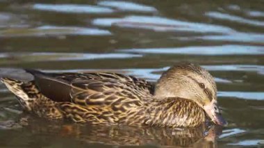 Vahşi ördek sakin gölet suyunda huzur içinde yüzüyor. Mallard tüy deseniyle yavaşça süzülüyor. Tavuklar huzurlu doğal ortamlarda zarifçe yüzerler. Yansıtıcı göl yüzeyini keşfeden su kuşu
