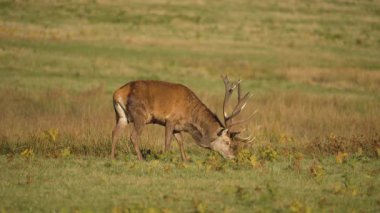 Kızıl geyik, gün ışığıyla çevrili açık çayırlarda huzur içinde otluyor. Çimenlikte taze çimlerle beslenen görkemli geyik. Büyük boynuzlu vahşi geyik, sakin doğal ortamda sakince yiyecek arıyor. Asil geyik, sıcak ışık altında sakin bir çölde yemek yiyor.