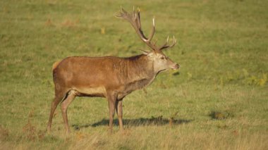 Kızıl geyik, parlak güneş ışığı altında çimen tarlasında dimdik duruyor. Görkemli erkek geyik açık çayırda etrafı gözetliyor. Büyük boynuzlu geyik huzurlu bir doğal ortamda sakince duruyordu. Hükmeden geyik zarif bir şekilde yeşil renkte duruyor.