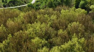 Bahar ormanı, güneş ışığı altındaki tepe manzarasını kaplıyor. Yeşil arazi boyunca uzanan yemyeşil ormanlık alan. Parlak yamaçta sık ağaçlar birbirine yakın büyüyor. Taze yapraklar gün ışığında parlıyor.