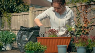 Baharda arka bahçedeki ekicide kadın bahçıvanlığı. Çiçeklerle çalışan bir kadın sağlıklı yaşam tarzını geliştirmek için rahatlatıcı bir hobi olarak çalışıyor. Bitkileri ve toprağı düzenleyen kadın büyümeyi ve mevsimsel eğlenceyi teşvik eder