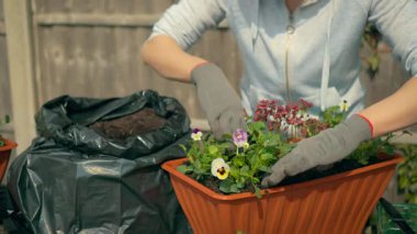 Uzun plastik saksıda çiçek açan bir kadın. Sürdürücü, şefkatli, yeşil çevre, tarım, açık hava, yıllık tarım. Dişi üretici, karanlık toprakla dolu dikdörtgen ekiciye canlı bitkiler yerleştiriyor.