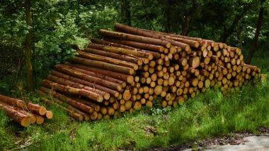 Ağaç kestikten sonra ormanda yatan istiflenmiş kereste kütükleri. Orman sömürüsünü ön plana çıkaran yeni kesilmiş sandıklar. Ormanların tahrip edilmesi biyolojik çeşitliliği azaltır ve ekosistem dengesini tehdit eder